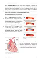 Vorschau - Arbeitsblätter - Niveaudifferenziertes Materialpaket zum Herz-Kreislauf-System - Seite 3