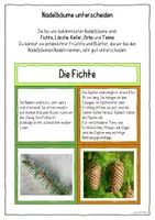 Vorschau - Merkblätter - Laub- und Nadelbäume bestimmen – Legematerial Sachunterricht Grundschule | Baumarten erkennen, Blätter & Früchte vergleichen - Seite 1