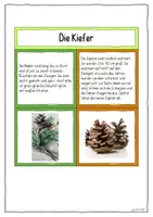 Vorschau - Merkblätter - Laub- und Nadelbäume bestimmen – Legematerial Sachunterricht Grundschule | Baumarten erkennen, Blätter & Früchte vergleichen - Seite 2