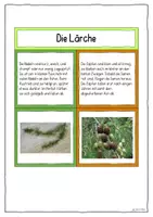 Vorschau - Merkblätter - Laub- und Nadelbäume bestimmen – Legematerial Sachunterricht Grundschule | Baumarten erkennen, Blätter & Früchte vergleichen - Seite 3