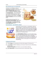 Vorschau - Arbeitsblätter - UV-Strahlung, Hautkrebs und Sonnenschutz - Arbeitsblatt + Materialien - Seite 1