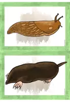 Vorschau - Merkblätter - Tiere der Wiese - Bild- und Wortkarten - Seite 1