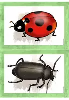 Vorschau - Merkblätter - Tiere der Wiese - Bild- und Wortkarten - Seite 2