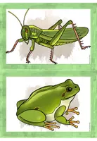 Vorschau - Merkblätter - Tiere der Wiese - Bild- und Wortkarten - Seite 3