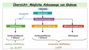 Vorschau - Stundenentwürfe - Alkoholische Gärung & Milchsäuregärung - Kompletts Unterrichtsmaterial Oberstufe mit Arbeitsblatt und Experimenten | Betrunken durch Nudeln? - Seite 3