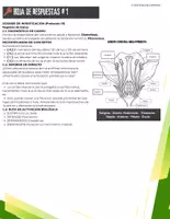 Vista previa - Hojas de trabajo - FREE: Biología vegetal secundaria | Protocolo 1 La Flor - página 3