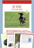 Vorschau - Merkblätter - DIE KRÄHE: Hintergrundwissen und Bildmaterial - Deckblatt