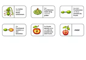 Vorschau - Mal- und Bastelvorlagen - Domino: Von der Blüte zur Frucht - Bestäubung, Befruchtung, Fruchtbildung - Seite 2