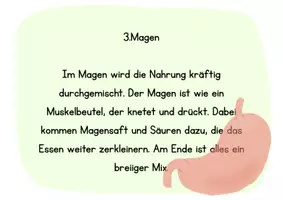 Vorschau - Poster - Stationenkärtchen Nahrung - Seite 2