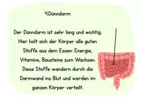 Vorschau - Poster - Stationenkärtchen Nahrung - Seite 3