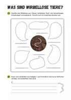 Vorschau - Arbeitsblätter - Wirbellose - Materialpaket für Biologie Klasse 5 - Seite 2