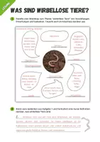 Vorschau - Arbeitsblätter - Wirbellose - Materialpaket für Biologie Klasse 5 - Seite 3