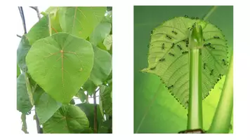 Vorschau - Stundenentwürfe - Arbeitsteilige Erarbeitung der Symbiose zw. Ameisenbaum und Ameise - Seite 3