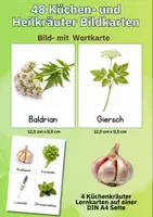Vorschau - Bildkarten - Kräuter Bildkarten für Kinder – Küchen- & Heilkräuter kennenlernen | Naturpädagogik & Sachunterricht - Seite 2