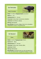 Vorschau - Stationenlernen - Specht, Adler, Rabe & co. - Infokarten - Seite 3
