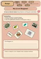 Vorschau - Stundenentwürfe - Was ist ein Ökosystem? - Ökologie handlungsorientiert einführen - Seite 3