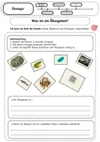Vorschau - Stundenentwürfe - Was ist ein Ökosystem? - Ökologie handlungsorientiert einführen - Seite 1