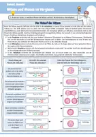 Vorschau - Arbeitsblätter - Mitose und Meiose im Vergleich (Einführung / Phasen / Ablauf / Vergleich / Kreuzworträtsel / Biologie) - Seite 2