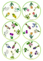 Vorschau - Spiele - 🌷 Frühblüher Finde den Zwilling Blumenspiel Picture match Kartenspiel - Seite 3