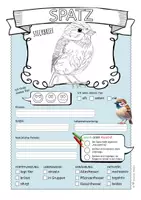 Vorschau - Arbeitsblätter - Spatz – Steckbrief & Infotext (Kl. 2–4) - Seite 2
