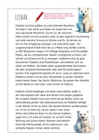 Vorschau - Arbeitsblätter - Eisbär – Steckbrief & Infotext (Kl. 2–4) - Seite 3