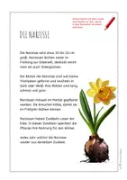 Vorschau - Arbeitsblätter - Narzisse – Steckbrief & Infotext (Kl. 2–4) - Seite 3