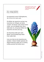 Vorschau - Arbeitsblätter - Hyazinthe – Steckbrief & Infotext (Kl. 2–4) - Seite 3