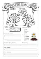 Vorschau - Arbeitsblätter - Gänseblümchen – Steckbrief & Infotext (Kl. 2–4) - Seite 2