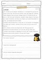 Vorschau - Arbeitsblätter - Sachtext Labrador - Seite 3