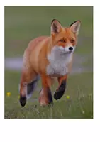 Vorschau - Spiele - Prozentrechnen_Puzzle_Fuchs - Deckblatt