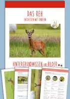 Vorschau - Merkblätter - DAS REH: Hintergrundwissen und Bildmaterial - Deckblatt