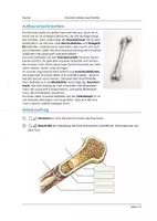 Vorschau - Arbeitsblätter - Aufbau eines Knochens - Arbeitsblatt und Versuch - Seite 1