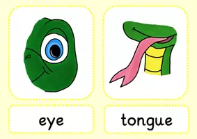 Vorschau - Bildkarten - body parts_animals_Bild- und Wortkarten - Seite 2
