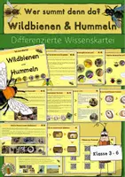 Vorschau - Poster - Diff. Wissenskartei Wildbienen und Hummeln, Klasse 3 und 4 - Deckblatt