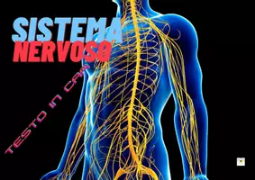 anteprima - Materiale di supporto/inclusione - SISTEMA NERVOSO CAA (supporto per autismo, sindrome di down e NAI) - Pagina di copertina