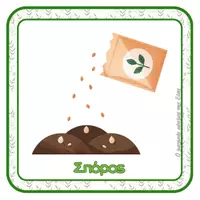 Προεπισκόπηση - Flashcards - Παιχνίδι - Σειροθέτηση για τα στάδια ανάπτυξης των φυτών - Σελίδα 1