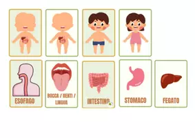 anteprima - Esercizi - APPARATO DIGERENTE SEMPLIFICATO E FLASH CARD UTILE PER BAMBINI CON SOSTEGNO - Pagina 2