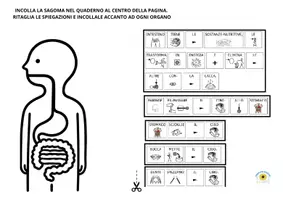 anteprima - Esercizi - APP. DIGERENTE MATERIALE SEMPLIFICATO CON FLASH CARD E ESERCIZI utile per bambini con autismo e sindrome di down - Pagina 2