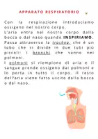 anteprima - Flashcard - APPARATO RESPIRATORIO: TESTO SEMPLIFICATO E FLASH CARD UTILE PER BAMBINI CON SOSTEGNO - Pagina 2