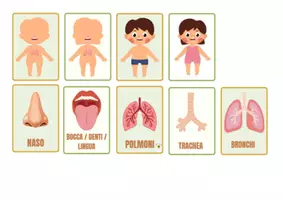 anteprima - Flashcard - APPARATO RESPIRATORIO: TESTO SEMPLIFICATO E FLASH CARD UTILE PER BAMBINI CON SOSTEGNO - Pagina 1