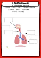 anteprima - Esercizi - SCHEDE DIDATTICHE SULL'APPARATO RESPIRATORIO - Pagina di copertina