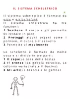 anteprima - Flashcard - SISTEMA SCHELETTRICO SEMPLIFICATO E FLASH CARD UTILE PER BAMBINI CON SOSTEGNO - Pagina 2