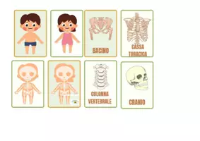 anteprima - Flashcard - SISTEMA SCHELETTRICO SEMPLIFICATO E FLASH CARD UTILE PER BAMBINI CON SOSTEGNO - Pagina 1