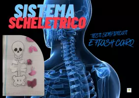 anteprima - Flashcard - SISTEMA SCHELETTRICO SEMPLIFICATO E FLASH CARD UTILE PER BAMBINI CON SOSTEGNO - Pagina di copertina