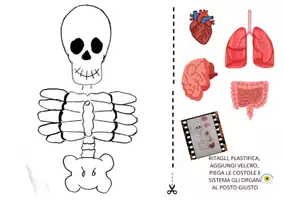anteprima - Esercizi - LO SCHELETRO E LE OSSA materiali utili anche per il sostegno - Pagina di copertina