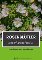 Vorschau - Arbeitsblätter - Rosenblütler: kurzer Sachtext und Steckbrief - Deckblatt