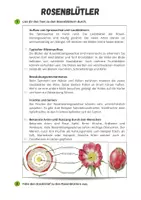 Vorschau - Arbeitsblätter - Rosenblütler: kurzer Sachtext und Steckbrief - Seite 1