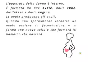 anteprima - Flashcard - APPARATO RIPRODUTTORE E FLASH CARDS - Pagina 2