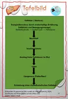 Vorschau - Arbeitsblätter - Fettleber bei Jugendlichen: Bist du gefährdet? - Seite 3
