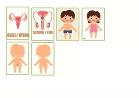 anteprima - Flashcard - APPARATO RIPRODUTTORE E FLASH CARDS - Pagina 3